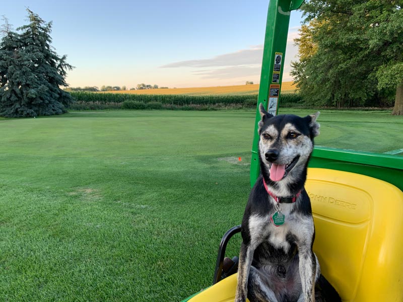 A turf dog’s heroic deed Golf course dog hero