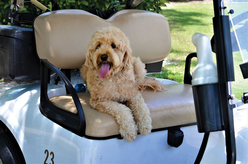 Golden retriever George named 2020 Dog of the Year Heathrow Country Club