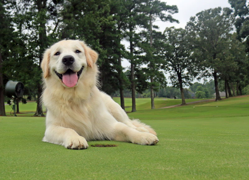 Golden retriever George named 2020 Dog of the Year Hot Springs Country Club