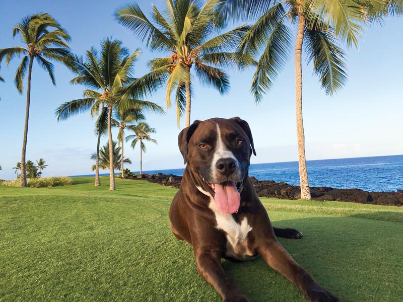 Golden retriever George named 2020 Dog of the Year Kona Country Club