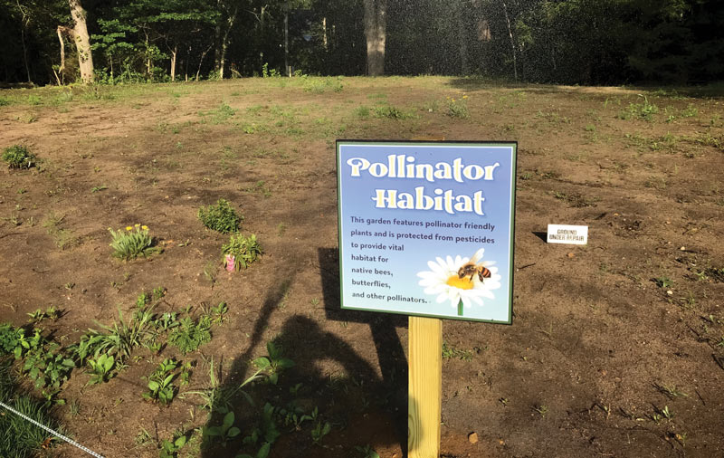 Cape crusader: Matthew Crowther, CGCS Mink Meadows pollinators