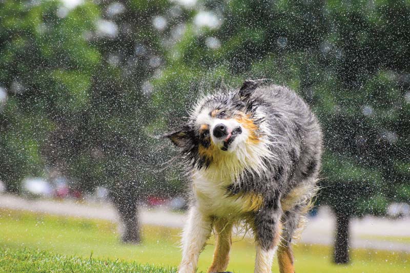 Golden retriever George named 2020 Dog of the Year Schifferdecker Golf Course