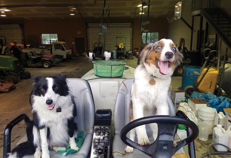 Golden retriever George named 2020 Dog of the Year Signature of Solon Country Club