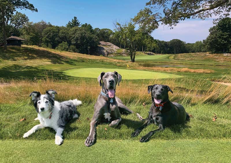 Golden retriever George named 2020 Dog of the Year The Country Club