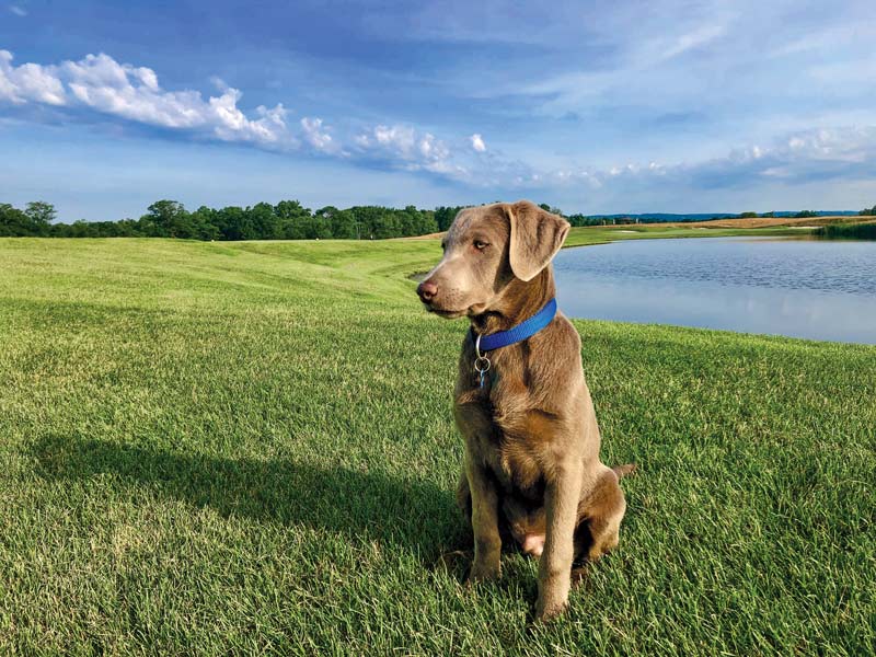 Golden retriever George named 2020 Dog of the Year Trump National Golf Club