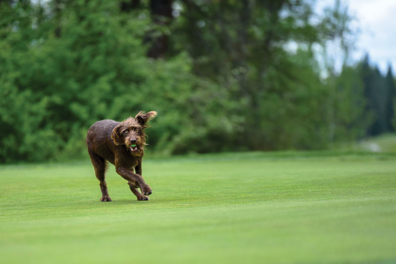 17 dogs living their best turf life Circling Raven Golf Club
