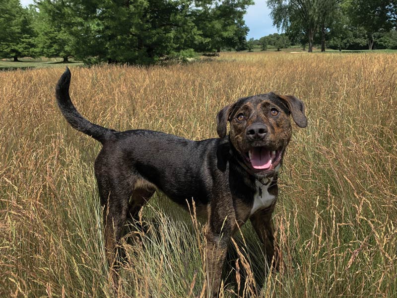17 dogs living their best turf life Cornerstone Club
