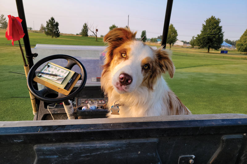 17 dogs living their best turf life Desert Canyon Golf Course