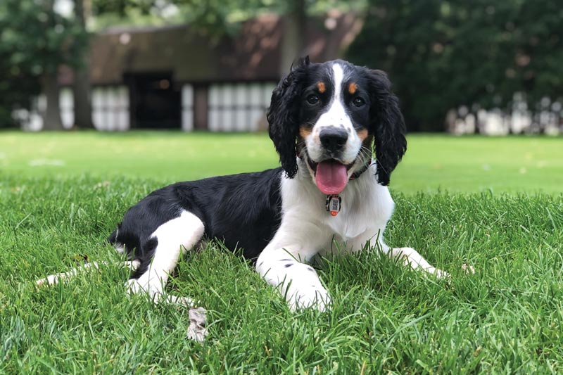 17 dogs living their best turf life Essex Golf Country Club