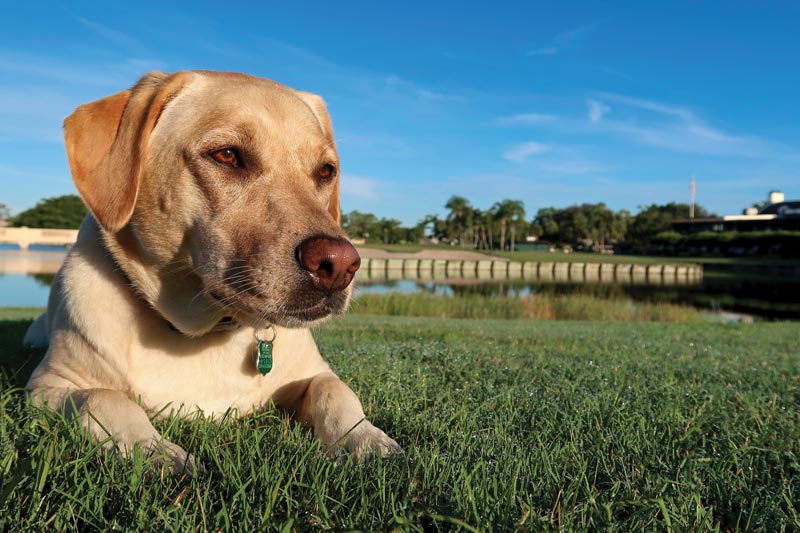 17 dogs living their best turf life Fiddlesticks Country Club