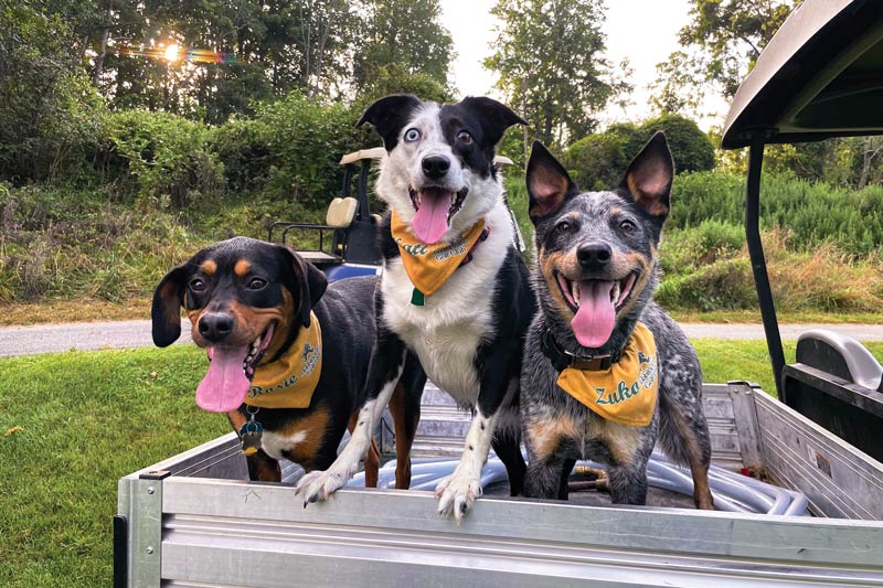 17 dogs living their best turf life Hobbits Glen Golf Club