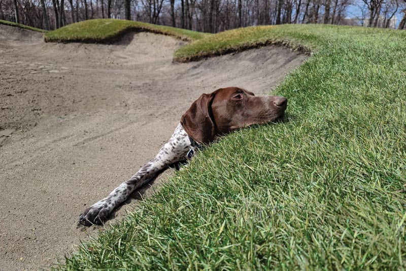 17 dogs living their best turf life Niakwa Country Club