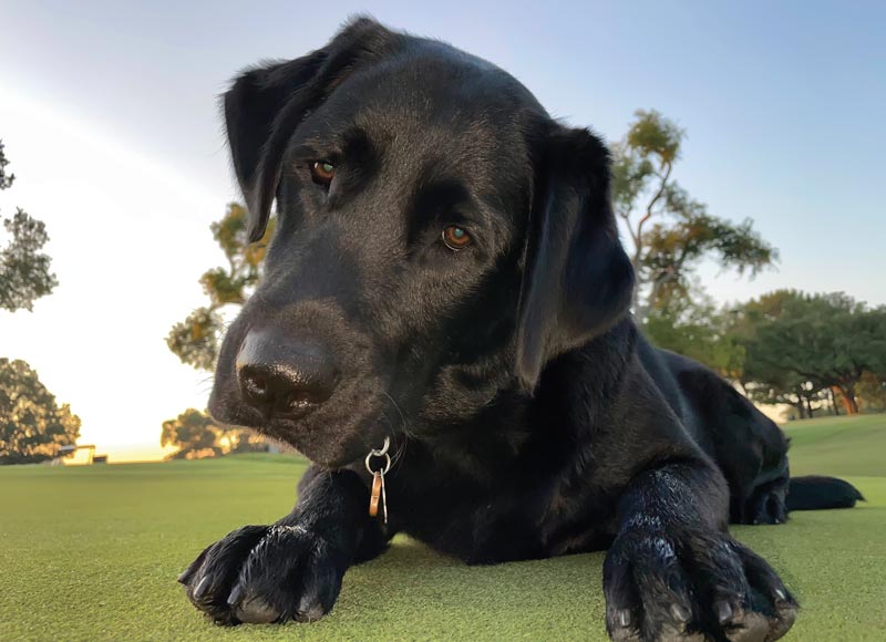 17 dogs living their best turf life Northwood Club