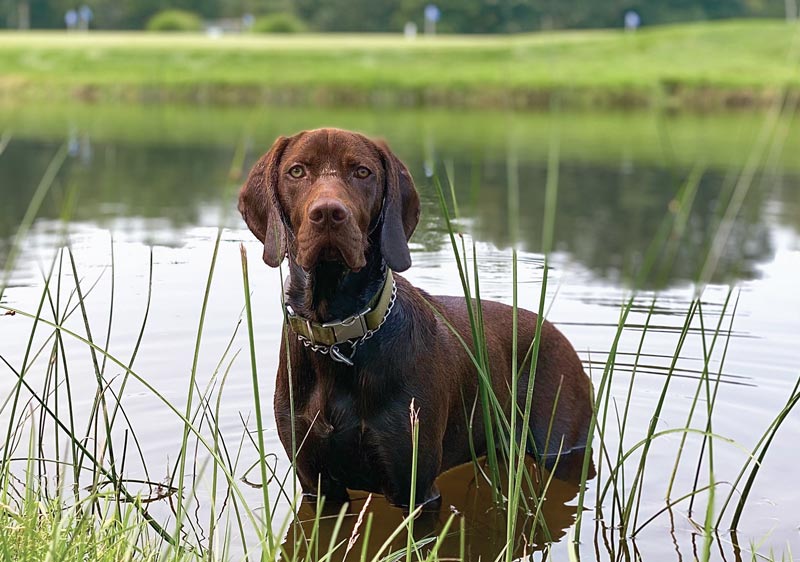 17 dogs living their best turf life Scituate Country Club