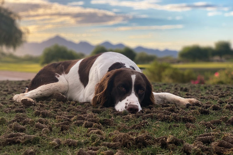 17 dogs living their best turf life TPC Scottsdale