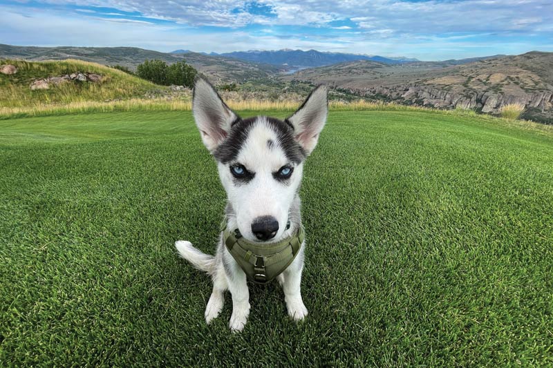 17 dogs living their best turf life Victory Ranch Golf Course
