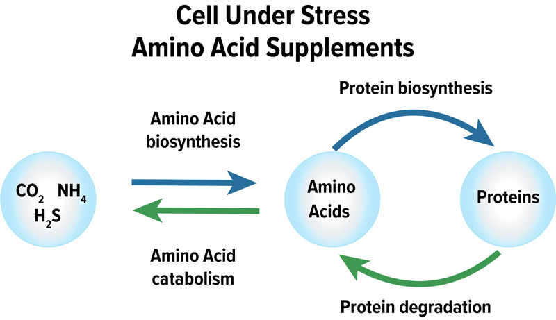 Managing stress in turfgrass Amino acids turfgrass