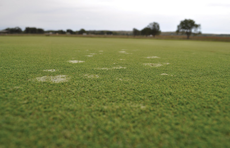 Managing silvery-thread moss in golf course greens Silvery-thread moss