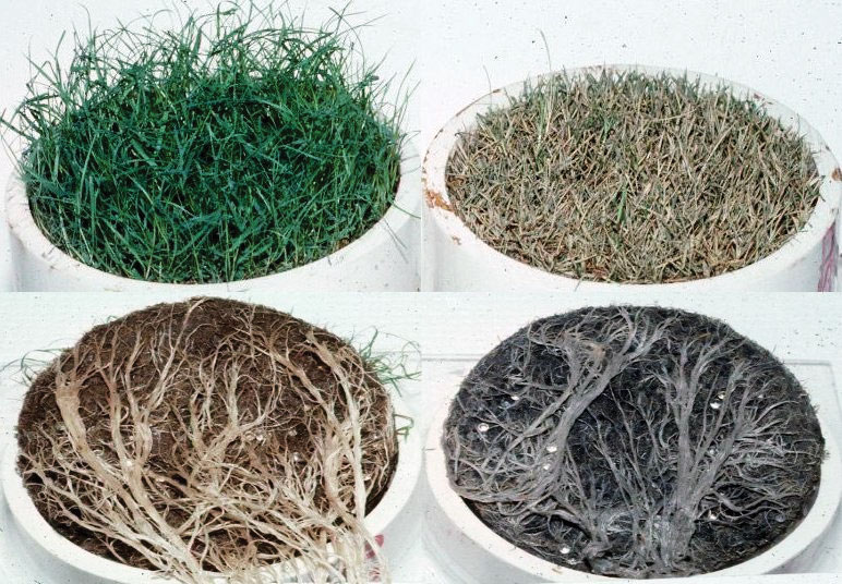Black layer in turf: Causes and management Black layer turf