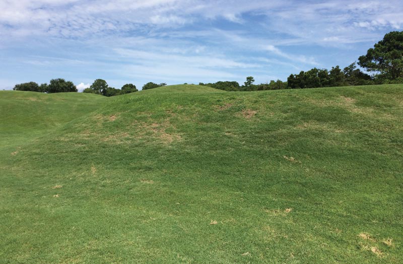 Bermudagrass mite: Searching for management solutions Bermudagrass mite golf course