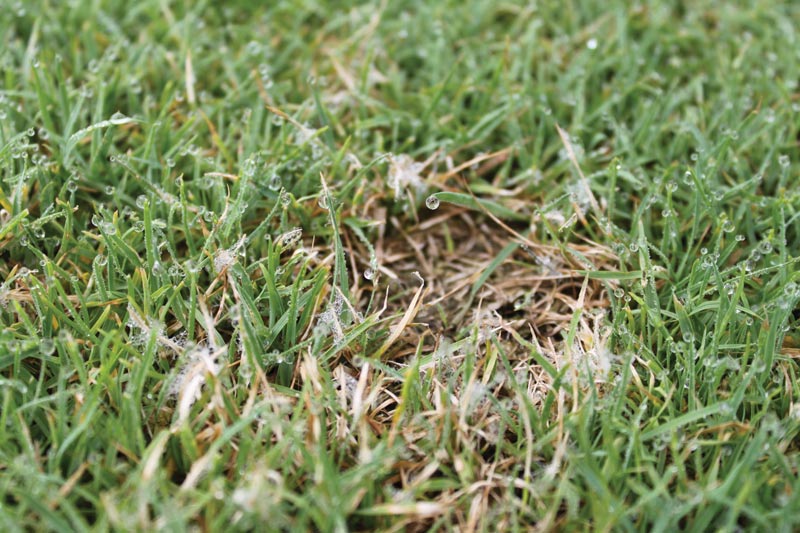 Identifying and naming the fungi that cause dollar spot on turf Clarireedia jacksonii mycelium