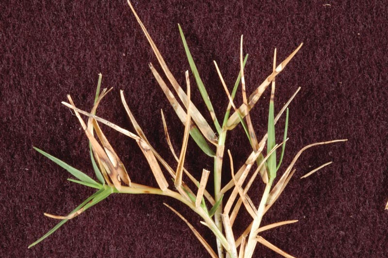 Identifying and naming the fungi that cause dollar spot on turf Clarireedia monteithiana lesions