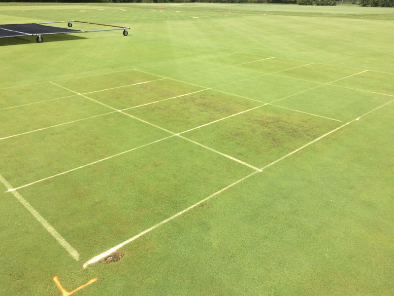 Creeping bentgrass light requirements Creeping bentgrass research
