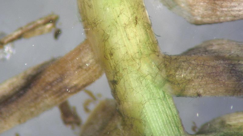 Ink spot on golf course turf Curvularia malina