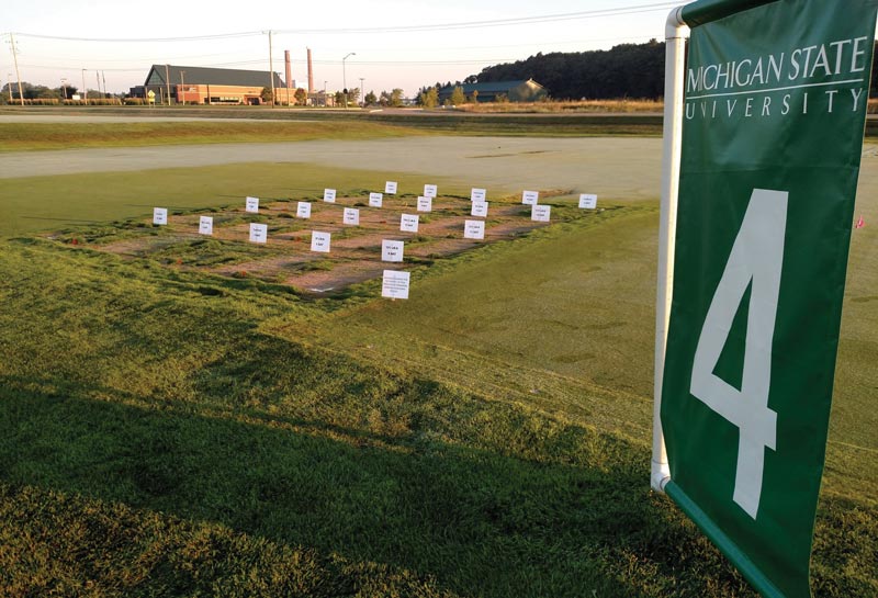 Dazomet for Poa annua control in fairway renovations Dazomet Poa annua