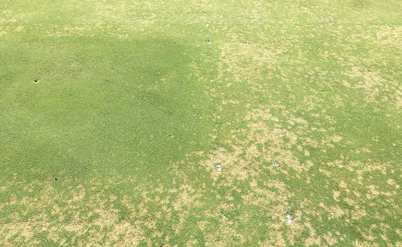Nitrogen fertilization affects dollar spot severity in bentgrass Dollar spot bentgrass