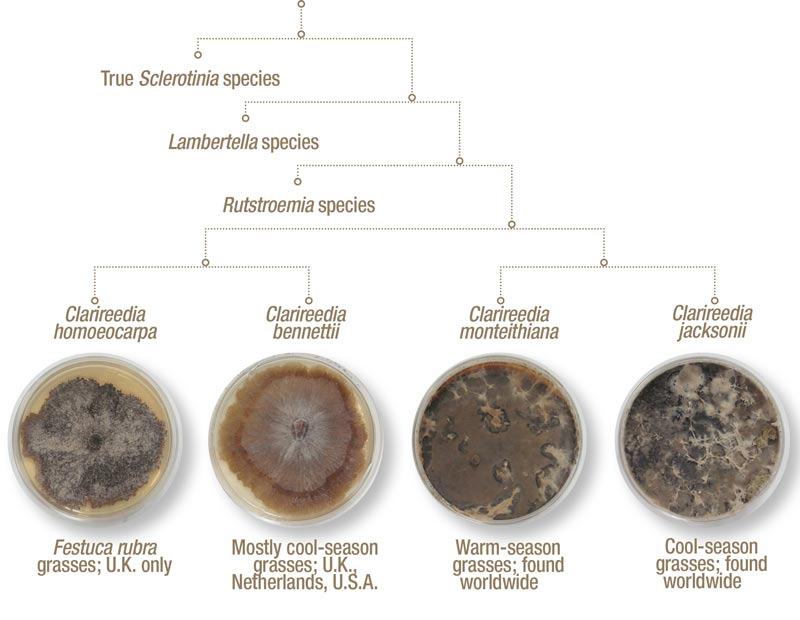 Identifying and naming the fungi that cause dollar spot on turf Dollar spot species