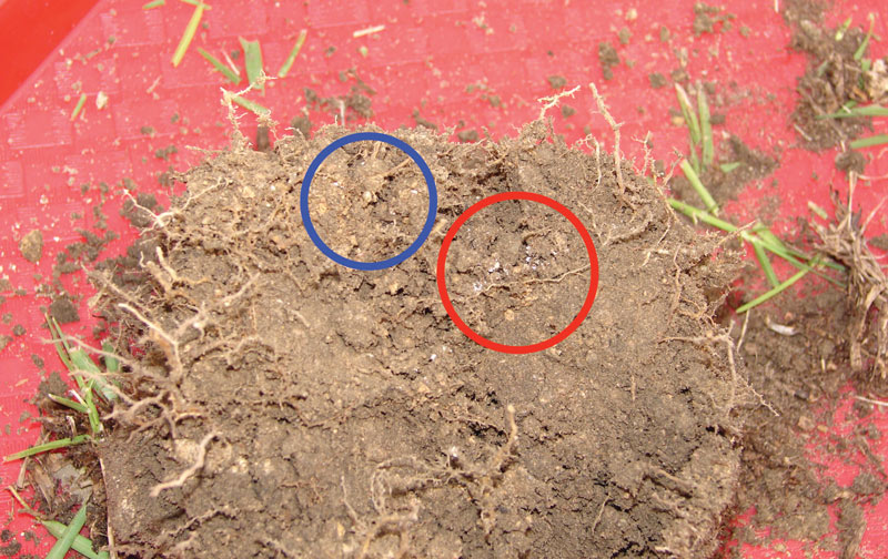 Ground pearls in turf Ground pearl control