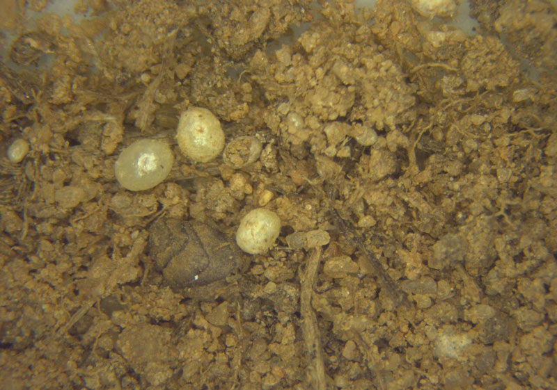 Ground pearls in turf Ground pearl cysts