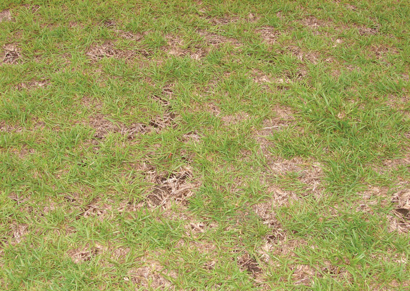 Ground pearls in turf Ground pearls turf