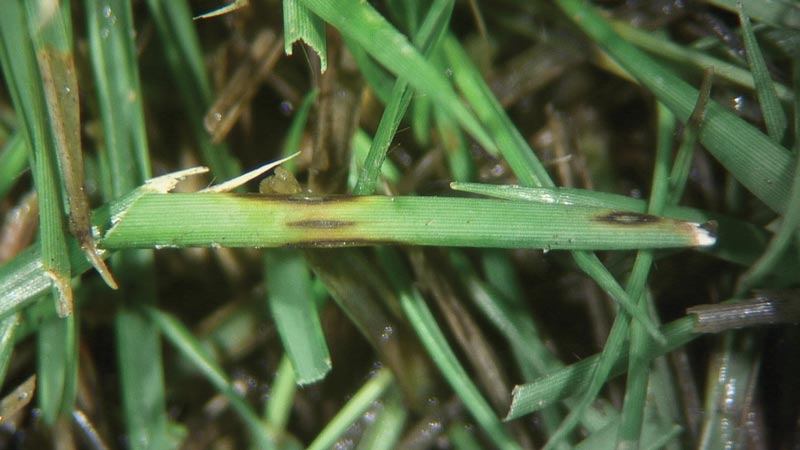 Ink spot on golf course turf Ink spot symptoms