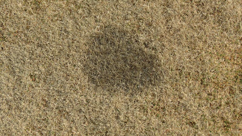 Ink spot on golf course turf Ink spot turf