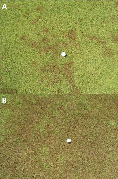 Ink spot on golf course turf Ink spot zoysiagrass