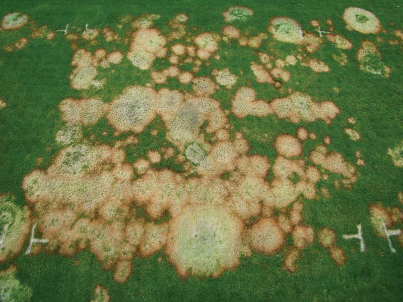 Microdochium patch management without fungicides Annual bluegrass putting green