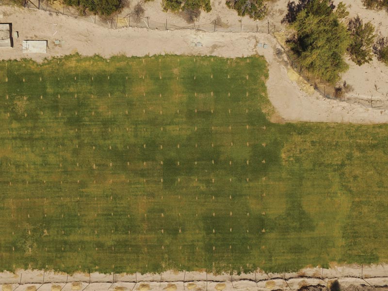 Reducing bermudagrass irrigation with a PGR and soil surfactants Bermudagrass drought research