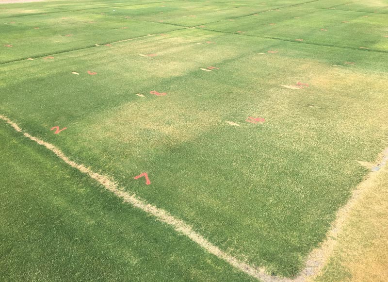 Reducing bermudagrass irrigation with a PGR and soil surfactants Bermudagrass drought