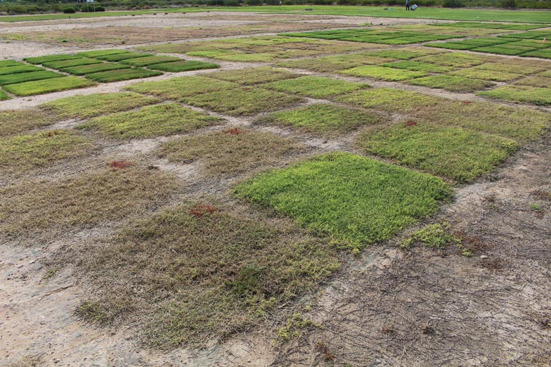 Sequential-application herbicides for bermudagrass control Bermudagrass herbicides