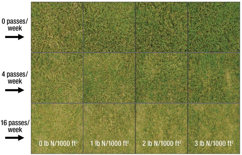 Buffalograss: Effects of nitrogen rate on traffic tolerance Buffalograss research