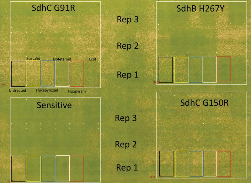 Dollar spot resistance to SDHI fungicides Dollar spot fungicide resistance
