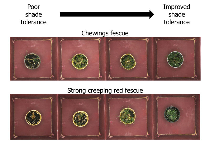 Evaluating fine fescue shade tolerance Fine fescue shade
