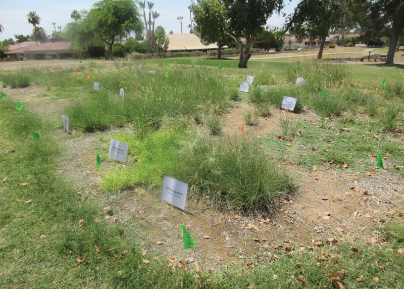 Low-maintenance grasses to replace turfgrass Low-maintenance grass