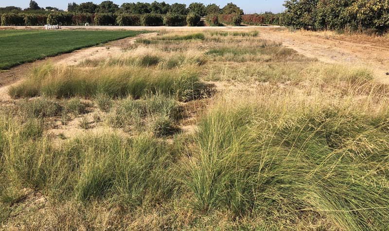 Low-maintenance grasses to replace turfgrass Low-maintenance grasses