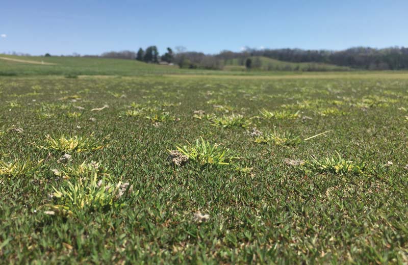 Surveying herbicide resistance in annual bluegrass Poa annua golf course