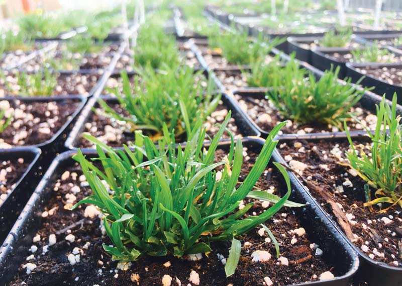 Surveying herbicide resistance in annual bluegrass Poa annua research