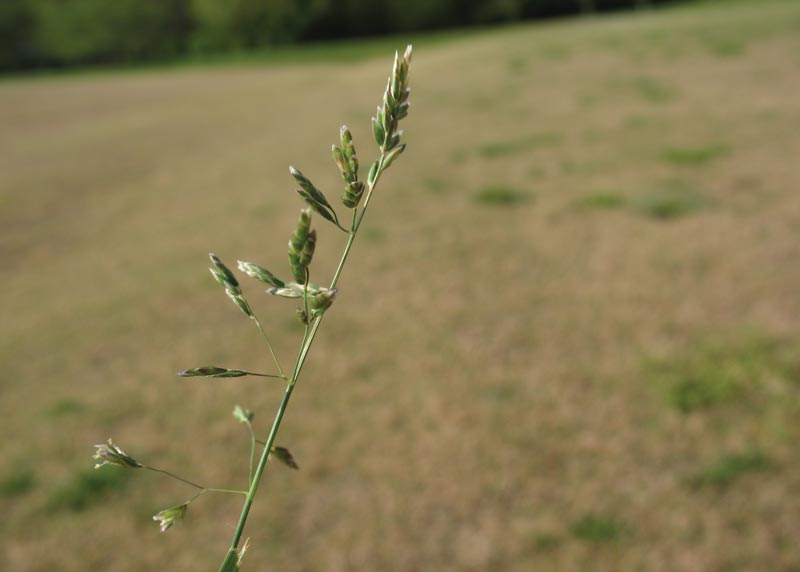 Surveying herbicide resistance in annual bluegrass Poa annua