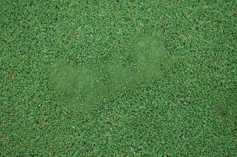 Silvery-thread moss infestation in greens Silvery-thread moss